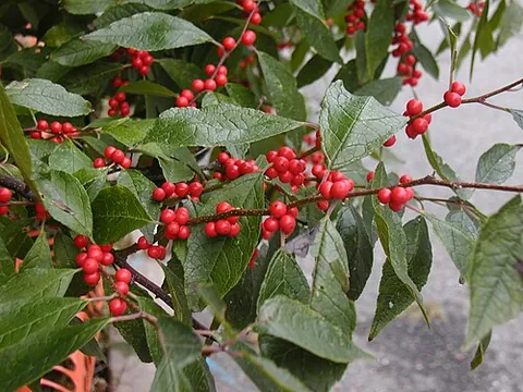 winterberry: a species of holly native to the United States and Canada and producing red berries, Ilex...
