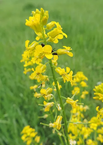 wintercress: any of the genus Barbarea of small herbaceous biennial or perennial flowering plants with dark...