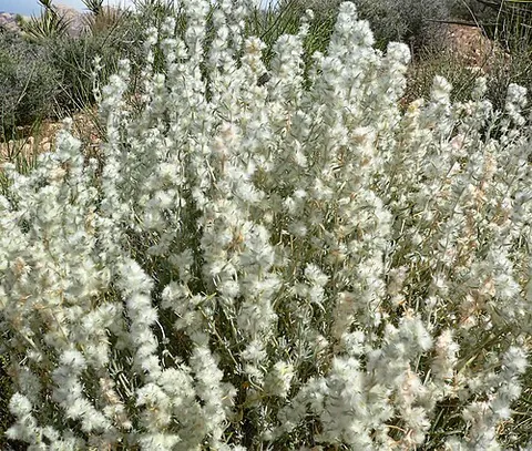 winterfat: any of the shrubs of genus Krascheninnikovia in the goosefoot family, especially Krascheninnikovia...