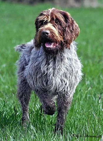 wirehaired pointing griffon: a breed of dog used in hunting as a gundog
