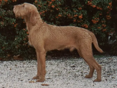 wirehaired vizsla: a dog breed originating in Hungary
