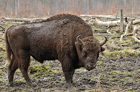 wisent: the European bison, Bison bonasus or Bos bonasus