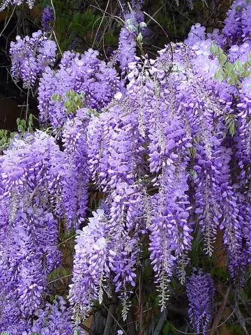 wisteria: any of several woody climbing vines, of the genus Wisteria, native to the East Asian countries of...