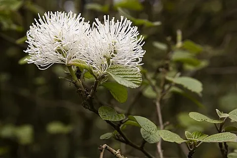 witch alder: any of the low-growing, flowering deciduous shrubs of the genus Fothergilla, native to woodland and...