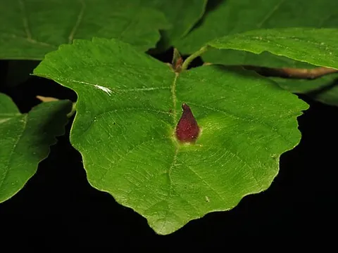 witch-hazel cone gall aphid: hormaphis hamamelidis, the aphid that causes witch-hazel cone gall