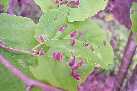 witch-hazel cone gall: cone-shaped distortions of the leaves of witch-hazel trees, caused by aphids of species Hormaphis...