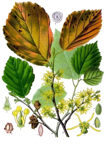 witch hazel: hamamelis virginiana, native to eastern North America