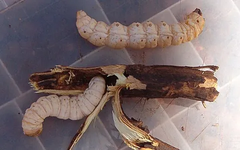 witchety grub: the large, white, wood-eating larvae of several moths and beetles, especially the species Endoxyla...