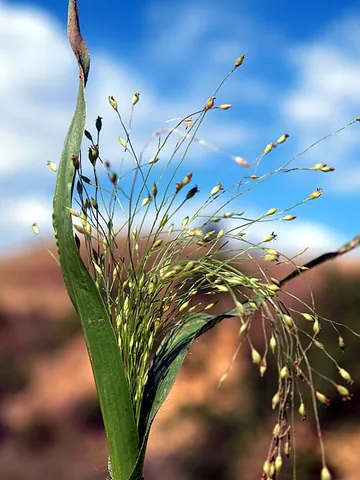 witchgrass: any of several grasses, of the genus Panicum, often found as a weed