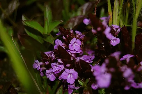 witchweed: any of several flowering plants of the genus Striga, from Africa and Asia, some of which are...