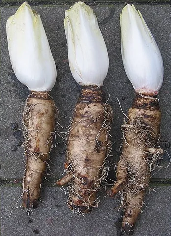 witloof: belgian endive, common chicory (Cichorium intybus)