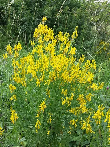 woad-waxen: the leguminous plant Genista tinctoria, native to Europe