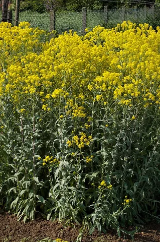 woad: the plant Isatis tinctoria