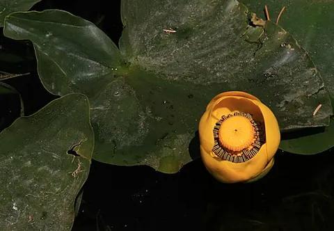 wokas: a large yellow water lily (Nuphar polysepala) found in the northwestern United States