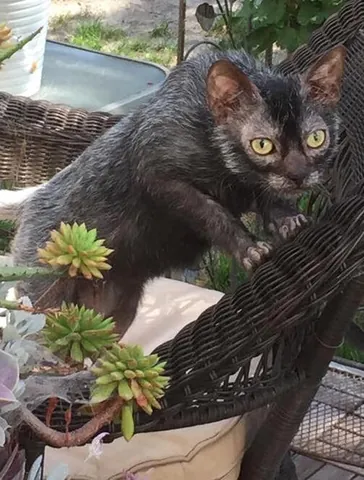 wolf-cat: a cat (Felis catus or Felis silvestris catus) with a recessive genetic mutation that causes it have...