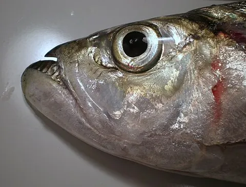 wolf herring: any of the family Chirocentridae of marine ray-finned fish related to the herrings, with elongated...