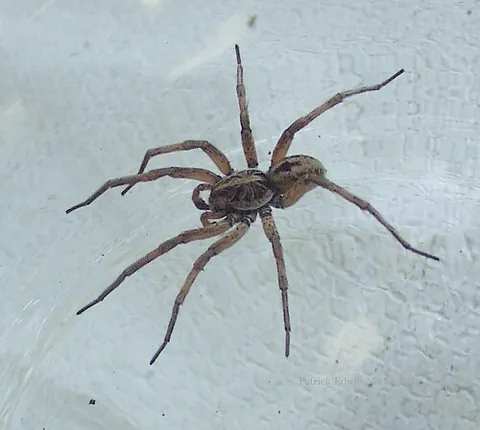 wolf spider: any of several species of wandering spiders (family Lycosidae) that catch their prey on the ground...