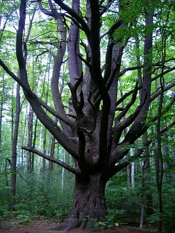 wolf tree: a large forest tree whose size and spreading branches suggest that the environment around it was...