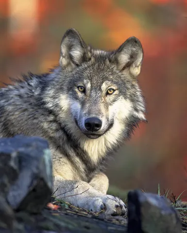 wolf: canis lupus; the largest wild member of the canine subfamily