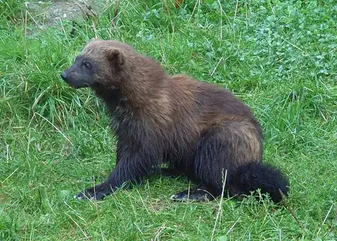 wolverine: a solitary, fierce mammal of the Mustelidae family, Gulo gulo