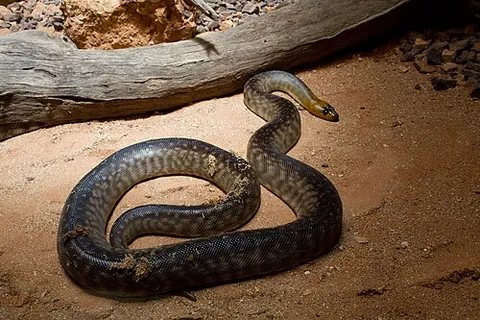 woma python: a species of python, Aspidites ramsayi, endemic to Australia