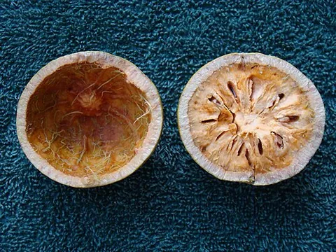 wood apple: bael (Aegle marmelos), a tree native to India
