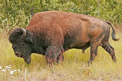 wood bison: bison bison athabascae, one of the two subspecies of the American bison, the other being the plains...