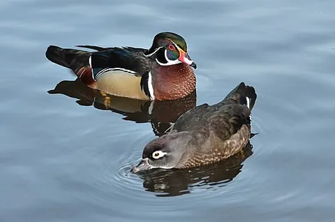 wood duck: a colorful North American duck, Aix sponsa, that nests in hollow trees