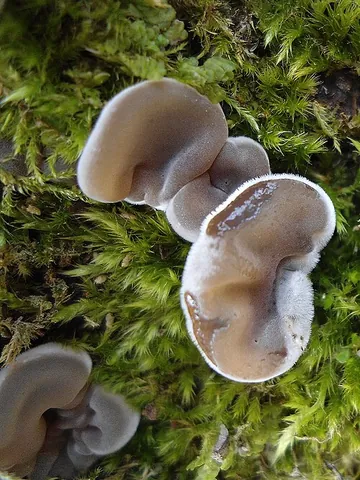 wood ear: an edible fungus in the genus Auricularia, shaped like an ear and growing on wood