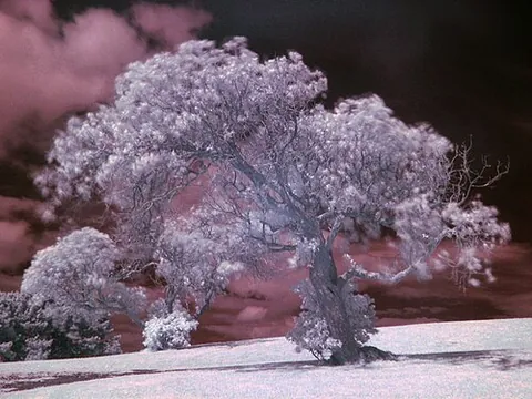 wood effect: the dreamlike or lurid appearance of an image produced by the use of infrared photographic equipment