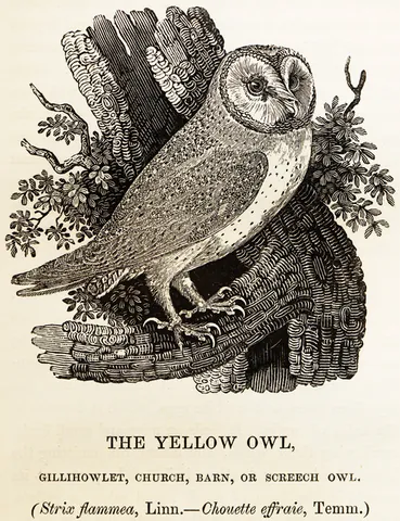 wood engraving: a variation of the woodcut method executed with a different tool (burin) and different wood (end...