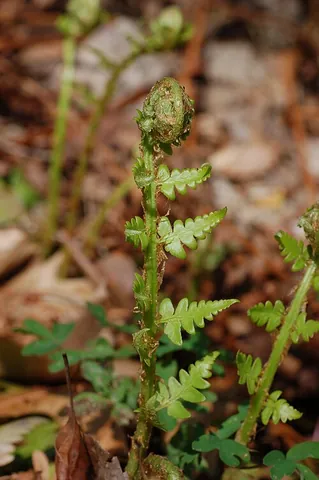 wood fern: many species of ferns in genus Dryopteris