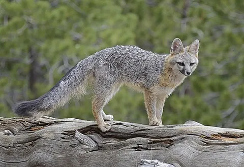 wood fox: synonym of gray fox (Urocyon cinereoargenteus)