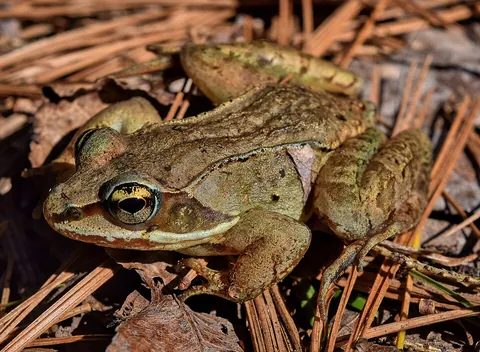 wood frog: the frog species Lithobates sylvaticus, native to North American woodland