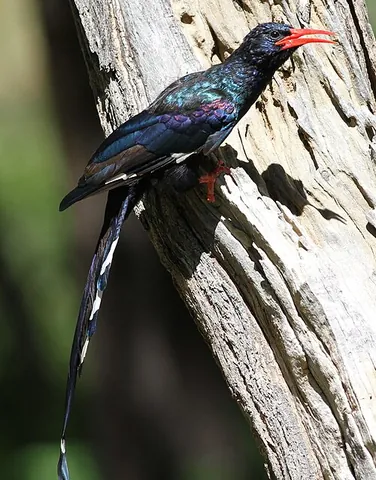wood hoopoe: any of the birds of the genus Phoeniculus