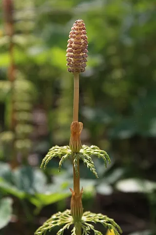 wood horsetail: a horsetail of species Equisetum sylvaticum, of cool, moist habitats in the Northern Hemisphere