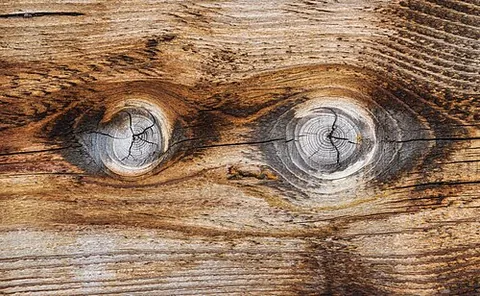 wood knot: the cross-section or remnants of where a branch grew from the trunk of the tree, appearing as a...
