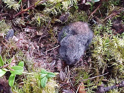 wood lemming: any member of the species Myopus schisticolor of lemmings