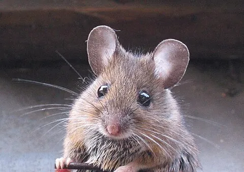 wood mouse: a European rodent, Apodemus sylvaticus, that tends to live in hedgerows