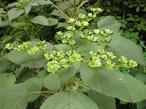 wood nettle: laportea canadensis, an annual or perennial herbaceous plant of the nettle family Urticaceae,...