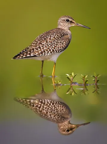 wood sandpiper: a Eurasian species of small wader birds, Tringa glareola, that is the smallest of the shanks