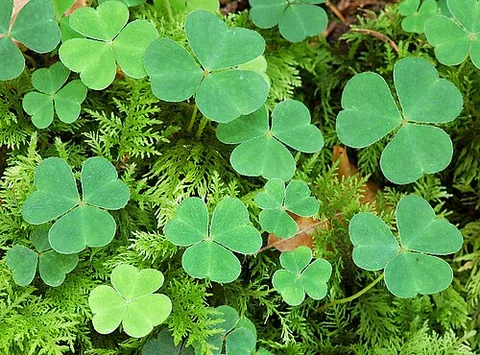 wood sorrel: a white-flowered, edible woodland plant, Oxalis acetosella