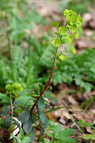 wood spurge: an erect, perennial spurge, native to Europe and the Caucasus, of species Euphorbia amygdaloides