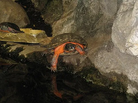 wood turtle: a turtle of the species Glyptemys insculpta, a rather large turtle usually found in wooded areas...