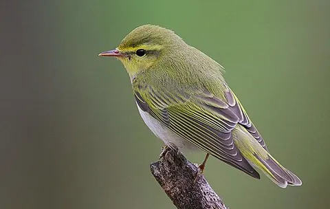 wood warbler: phylloscopus sibilatrix, a common and widespread leaf warbler which breeds throughout northern and...
