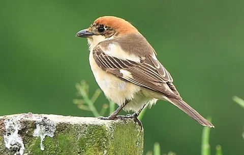 woodchat shrike: lanius senator, a species in the shrike family (Laniidae)