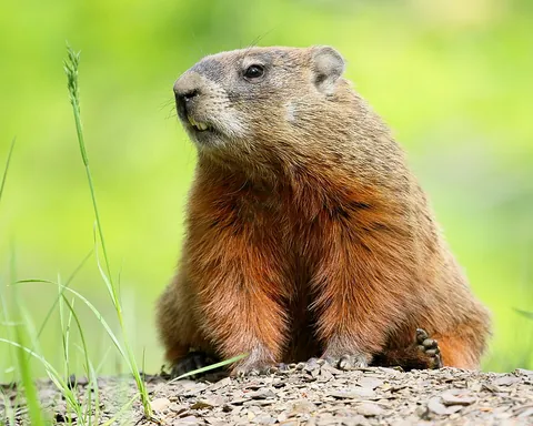 woodchuck: a rodent of the family Sciuridae, belonging to the group of large ground squirrels known as...
