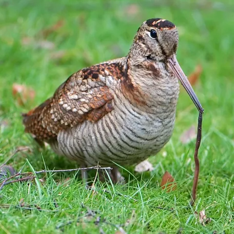 woodcock: any of several wading birds in the genus Scolopax, characterised by a long slender bill and cryptic...