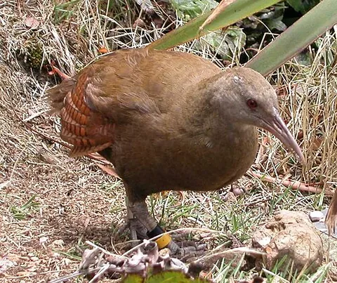 woodhen: the weka (Gallirallus australis)