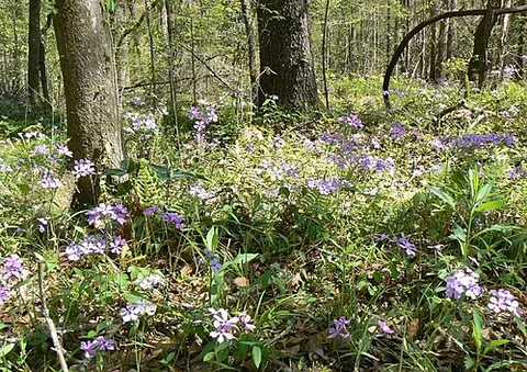 woodland blue phlox: a plant of the species Phlox divaricata, native to eastern and central North America
